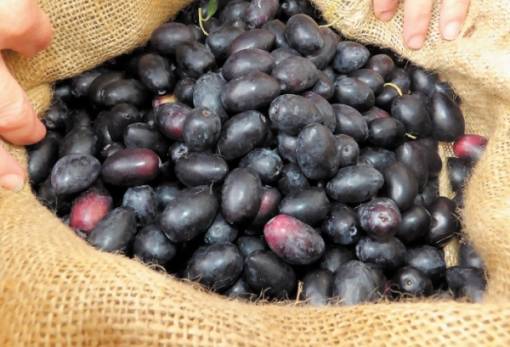 Το Γεράκι σε σύμπραξη συνεταιριστών για την ελιά