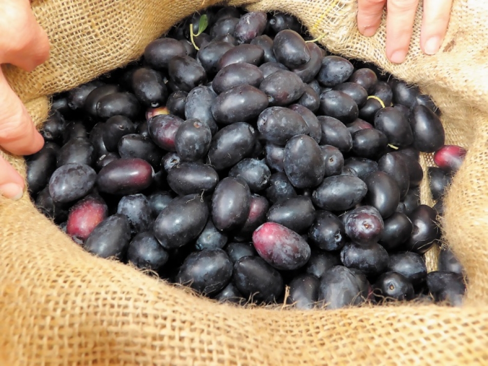 &Tau;&omicron; &Gamma;&epsilon;&rho;ά&kappa;&iota; &sigma;&epsilon; &sigma;ύ&mu;&pi;&rho;&alpha;&xi;&eta; &sigma;&upsilon;&nu;&epsilon;&tau;&alpha;&iota;&rho;&iota;&sigma;&tau;ώ&nu; &gamma;&iota;&alpha; &tau;&eta;&nu; &epsilon;&lambda;&iota;ά