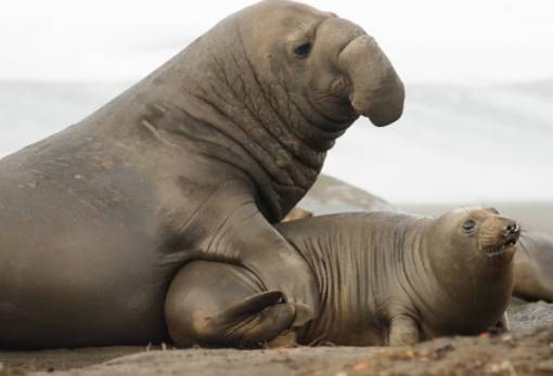 Οι πιέσεις για «ακραία πολυγαμία» ίσως οδηγούν σε πρόωρο θάνατο τους αρσενικούς θαλάσσιους ελέφαντες