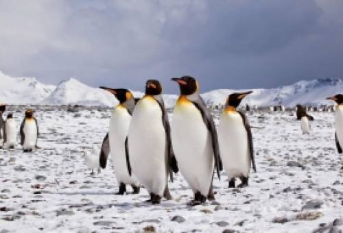 Σε κίνδυνο οι αυτοκρατορικοί πιγκουίνοι λόγω της κατάρρευσης των πάγων