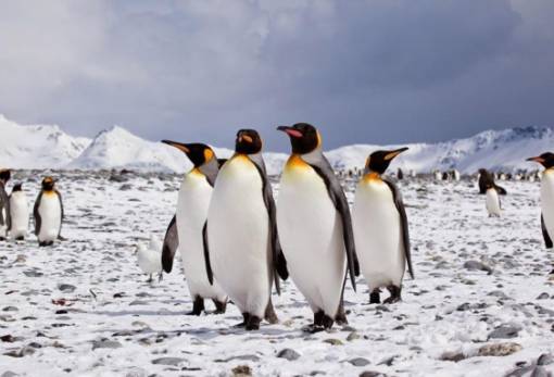 Σε κίνδυνο οι αυτοκρατορικοί πιγκουίνοι λόγω της κατάρρευσης των πάγων