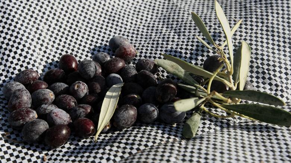 Συνώνυμο της «Καλαμών» τελικά η «Καλαμάτα»