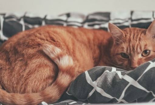 Τέλος στο lockdown για τις γάτες στη Γερμανία