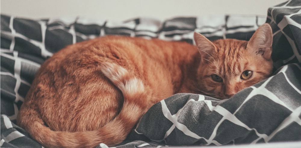 &Tau;έ&lambda;&omicron;&sigmaf; &sigma;&tau;&omicron; lockdown &gamma;&iota;&alpha; &tau;&iota;&sigmaf; &gamma;ά&tau;&epsilon;&sigmaf; &sigma;&tau;&eta; &Gamma;&epsilon;&rho;&mu;&alpha;&nu;ί&alpha;