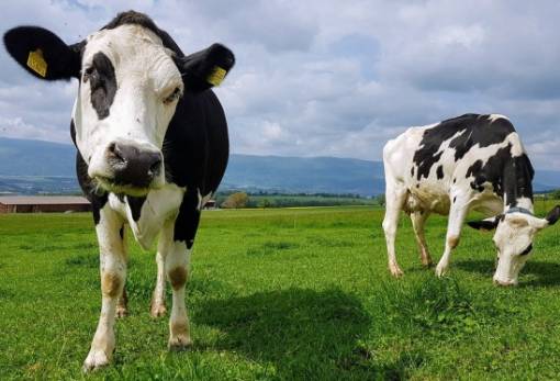 Η Γαλλία προστατεύει με νόμο τους ήχους και τις οσμές της εξοχής