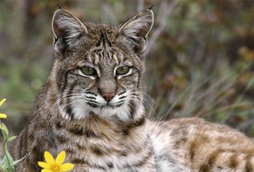 Ισπανία: Κινδυνεύει ο ιβηρικός λύγκας μετά από πιέσεις κυνηγών και αγροτών