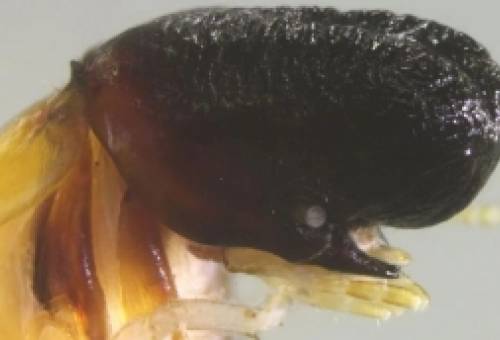 Ένα νέο είδος εντόμου εκπλήσσει τους επιστήμονες