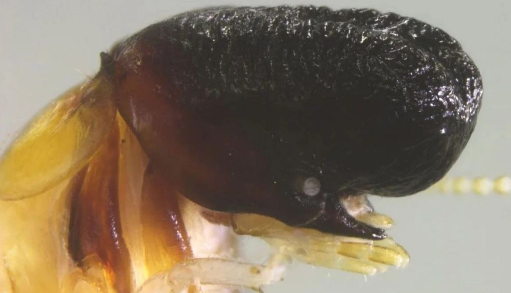 Έ&nu;&alpha; &nu;έ&omicron; &epsilon;ί&delta;&omicron;&sigmaf; &epsilon;&nu;&tau;ό&mu;&omicron;&upsilon; &epsilon;&kappa;&pi;&lambda;ή&sigma;&sigma;&epsilon;&iota; &tau;&omicron;&upsilon;&sigmaf; &epsilon;&pi;&iota;&sigma;&tau;ή&mu;&omicron;&nu;&epsilon;&sigmaf;