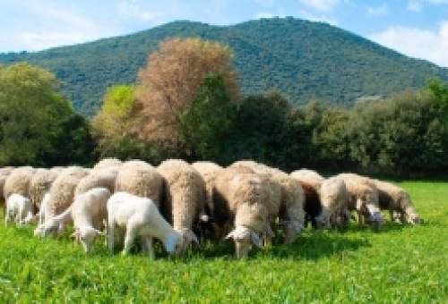 Ενημερωτική εκδήλωση για την Ευλογιά των αιγοπροβάτων από την ΠΕ Λακωνίας