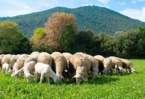 Ενημερωτική εκδήλωση για την Ευλογιά των αιγοπροβάτων από την ΠΕ Λακωνίας