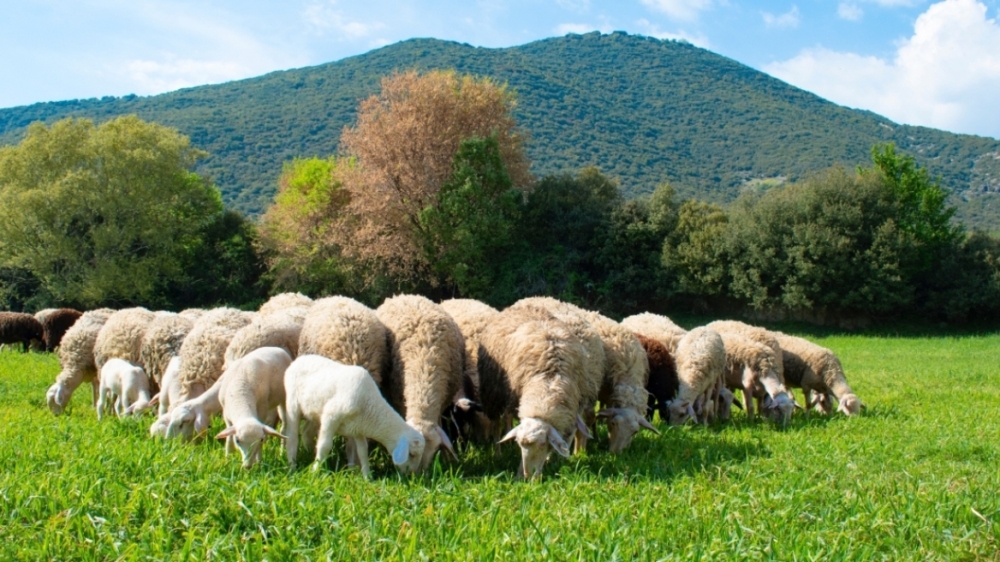 Ενημερωτική εκδήλωση για την Ευλογιά των αιγοπροβάτων από την ΠΕ Λακωνίας