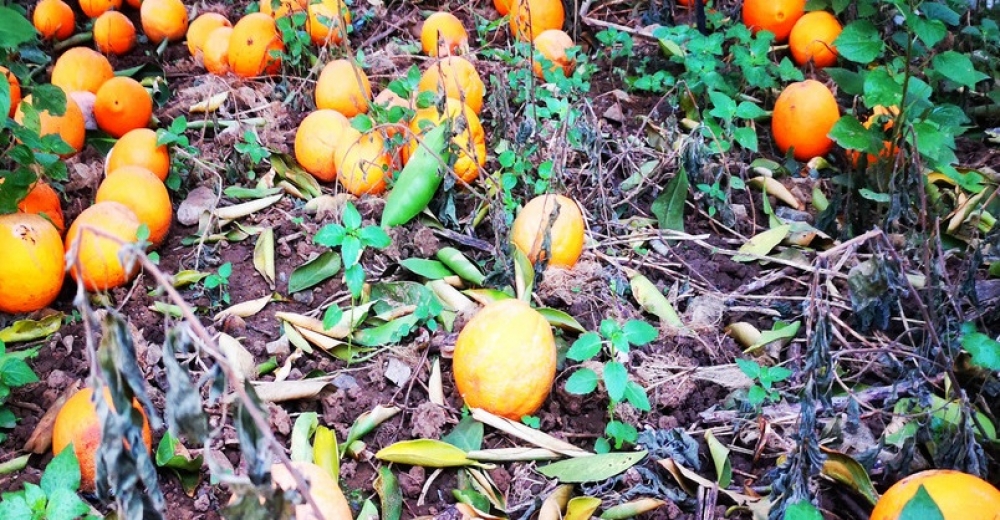 &Alpha;&pi;ό&gamma;&nu;&omega;&sigma;&eta; &gamma;&iota;&alpha; &tau;&eta; &chi;&alpha;&mu;έ&nu;&eta; &sigma;&omicron;&delta;&epsilon;&iota;ά &epsilon;&sigma;&pi;&epsilon;&rho;&iota;&delta;&omicron;&epsilon;&iota;&delta;ώ&nu; &sigma;&tau;&eta; &nu;ό&tau;&iota;&alpha; &Lambda;&alpha;&kappa;&omega;&nu;ί&alpha;