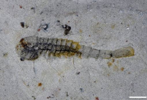 Σπάνια απολιθώματα στην Κίνα αποκαλύπτουν ζωή μετά από αρχαία μαζική εξαφάνιση