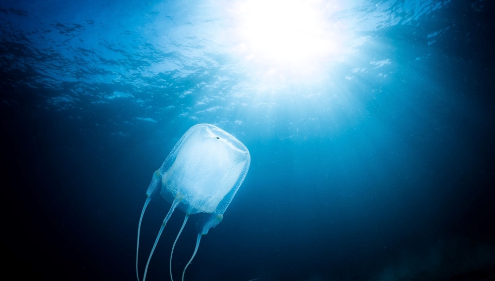 &Pi;&alpha;&rho;ό&tau;&iota; &laquo;&alpha;&nu;&epsilon;&gamma;&kappa;έ&phi;&alpha;&lambda;&epsilon;&sigmaf;&raquo; &omicron;&iota; &mu;έ&delta;&omicron;&upsilon;&sigma;&epsilon;&sigmaf; &mu;&alpha;&theta;&alpha;ί&nu;&omicron;&upsilon;&nu; &kappa;&alpha;&iota; &mu;ά&lambda;&iota;&sigma;&tau;&alpha; &gamma;&rho;ή&gamma;&omicron;&rho;&alpha;