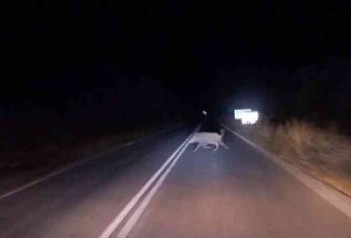 ΙΧ συγκρούστηκαν με αγριογούρουνο επί της ΕΟ Σπάρτης-Γυθείου στις Αμύκλες