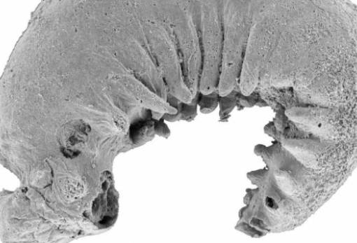 Ένα τέλεια διατηρημένο πλάσμα 520 εκατ. ετών κλείνει μεγάλα κενά στην εξέλιξη