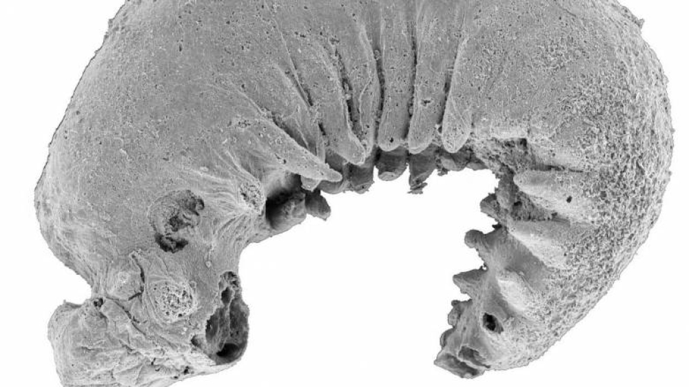 Έ&nu;&alpha; &tau;έ&lambda;&epsilon;&iota;&alpha; &delta;&iota;&alpha;&tau;&eta;&rho;&eta;&mu;έ&nu;&omicron; &pi;&lambda;ά&sigma;&mu;&alpha; 520 &epsilon;&kappa;&alpha;&tau;. &epsilon;&tau;ώ&nu; &kappa;&lambda;&epsilon;ί&nu;&epsilon;&iota; &mu;&epsilon;&gamma;ά&lambda;&alpha; &kappa;&epsilon;&nu;ά &sigma;&tau;&eta;&nu; &epsilon;&xi;έ&lambda;&iota;&xi;&eta;