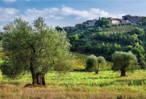 Υψηλή υγρασία και θερμοκρασία ευνοούν ανάπτυξη κυκλοκόνιου και γλοιοσπόριου στους ελαιώνες