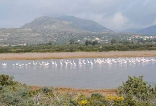 Καταφύγια πτηνών Δέλτα Ευρώτα, Ελαφόνησος, Γέρακας