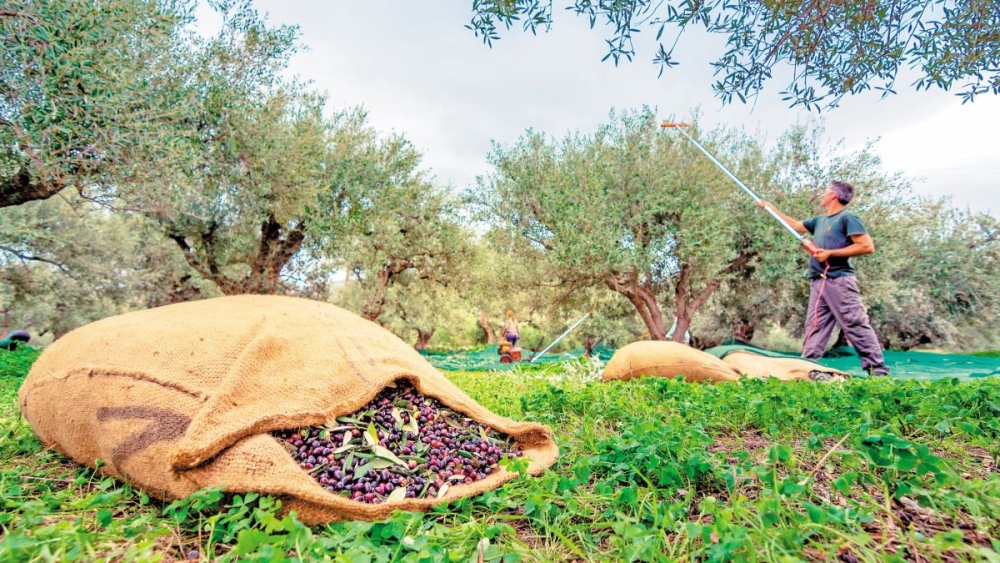 &Alpha;&nu;έ&tau;&omicron;&iota;&mu;&eta; &eta; &Pi;&epsilon;&lambda;&omicron;&pi;ό&nu;&nu;&eta;&sigma;&omicron;&sigmaf; &gamma;&iota;&alpha; &tau;&omicron; &alpha;&pi;&alpha;&nu;&omega;&tau;ό &psi;&eta;&phi;&iota;&alpha;&kappa;ό &pi;έ&rho;&alpha;&sigma;&mu;&alpha;
