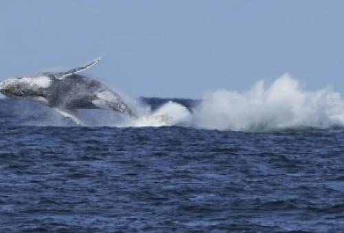 Σβήνουν οι ελπίδες για τη φάλαινα που έχει εγκλωβιστεί στη Βαλτική Θάλασσα