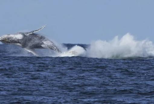Σβήνουν οι ελπίδες για τη φάλαινα που έχει εγκλωβιστεί στη Βαλτική Θάλασσα