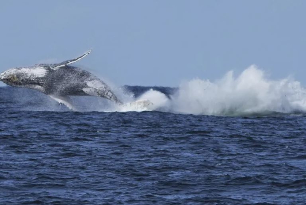&Sigma;&beta;ή&nu;&omicron;&upsilon;&nu; &omicron;&iota; &epsilon;&lambda;&pi;ί&delta;&epsilon;&sigmaf; &gamma;&iota;&alpha; &tau;&eta; &phi;ά&lambda;&alpha;&iota;&nu;&alpha; &pi;&omicron;&upsilon; έ&chi;&epsilon;&iota; &epsilon;&gamma;&kappa;&lambda;&omega;&beta;&iota;&sigma;&tau;&epsilon;ί &sigma;&tau;&eta; &Beta;&alpha;&lambda;&tau;&iota;&kappa;ή &Theta;ά&lambda;&alpha;&sigma;&sigma;&alpha;