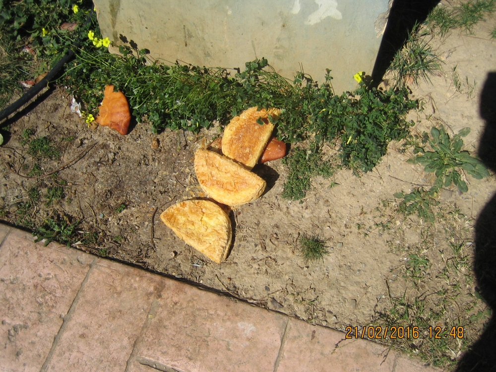 Ζωοφιλία δεν είναι τα αποφάγια και το «σκουπιδοφαγητό»…