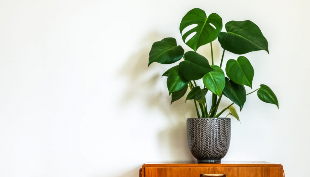 6 &omicron;&iota;&kappa;&iota;&alpha;&kappa;ά &phi;&upsilon;&tau;ά &pi;&omicron;&upsilon; &alpha;&pi;&alpha;&iota;&tau;&omicron;ύ&nu; &epsilon;&lambda;ά&chi;&iota;&sigma;&tau;&omicron; &pi;ό&tau;&iota;&sigma;&mu;&alpha;