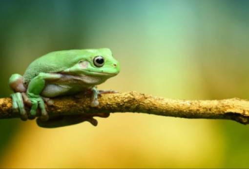 Τα θηλυκά βατράχια προσποιούνται τον θάνατό τους για να αποφύγουν τα αρσενικά