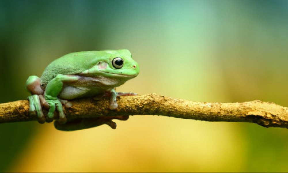 &Tau;&alpha; &theta;&eta;&lambda;&upsilon;&kappa;ά &beta;&alpha;&tau;&rho;ά&chi;&iota;&alpha; &pi;&rho;&omicron;&sigma;&pi;&omicron;&iota;&omicron;ύ&nu;&tau;&alpha;&iota; &tau;&omicron;&nu; &theta;ά&nu;&alpha;&tau;ό &tau;&omicron;&upsilon;&sigmaf; &gamma;&iota;&alpha; &nu;&alpha; &alpha;&pi;&omicron;&phi;ύ&gamma;&omicron;&upsilon;&nu; &tau;&alpha; &alpha;&rho;&sigma;&epsilon;&nu;&iota;&kappa;ά