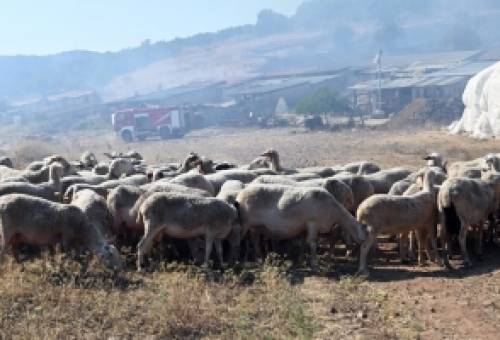 Σε ειδική κινητοποίηση η Αρκαδία για την ευλογιά των αιγοπροβάτων
