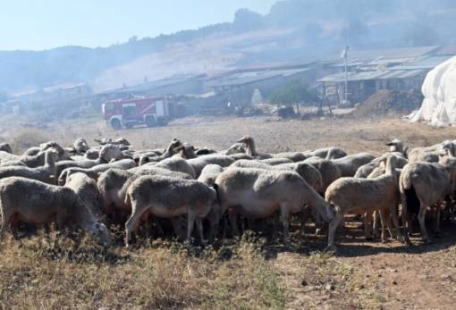 Σε ειδική κινητοποίηση η Αρκαδία για την ευλογιά των αιγοπροβάτων
