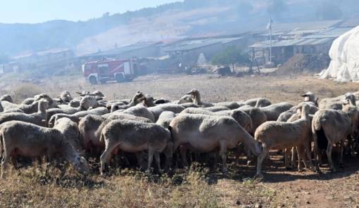 &Sigma;&epsilon; &epsilon;&iota;&delta;&iota;&kappa;ή &kappa;&iota;&nu;&eta;&tau;&omicron;&pi;&omicron;ί&eta;&sigma;&eta; &eta; &Alpha;&rho;&kappa;&alpha;&delta;ί&alpha; &gamma;&iota;&alpha; &tau;&eta;&nu; &epsilon;&upsilon;&lambda;&omicron;&gamma;&iota;ά &tau;&omega;&nu; &alpha;&iota;&gamma;&omicron;&pi;&rho;&omicron;&beta;ά&tau;&omega;&nu;
