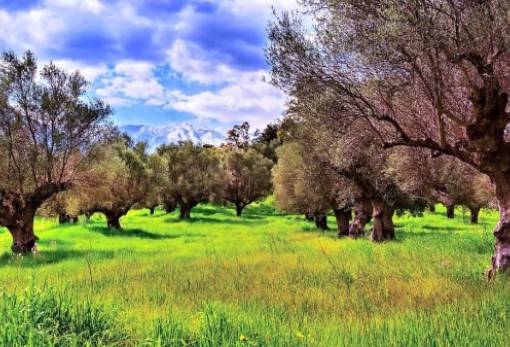 Ζοφερά τα σενάρια για τους ελαιώνες στην Πελοπόννησο