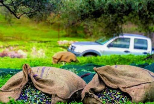 Σχέδια Βελτίωσης και για τους Λάκωνες γεωργούς