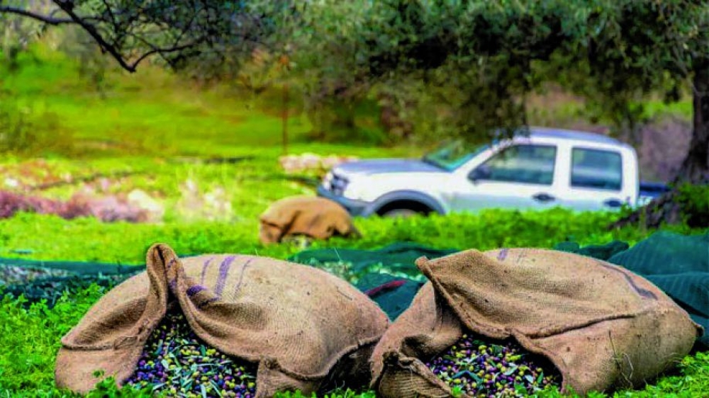 &Sigma;&chi;έ&delta;&iota;&alpha; &Beta;&epsilon;&lambda;&tau;ί&omega;&sigma;&eta;&sigmaf; &kappa;&alpha;&iota; &gamma;&iota;&alpha; &tau;&omicron;&upsilon;&sigmaf; &Lambda;ά&kappa;&omega;&nu;&epsilon;&sigmaf; &gamma;&epsilon;&omega;&rho;&gamma;&omicron;ύ&sigmaf;