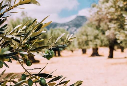 Ενημέρωση για φυτοπροστασία της ελιάς και δάκο στην Παλαιοπαναγιά