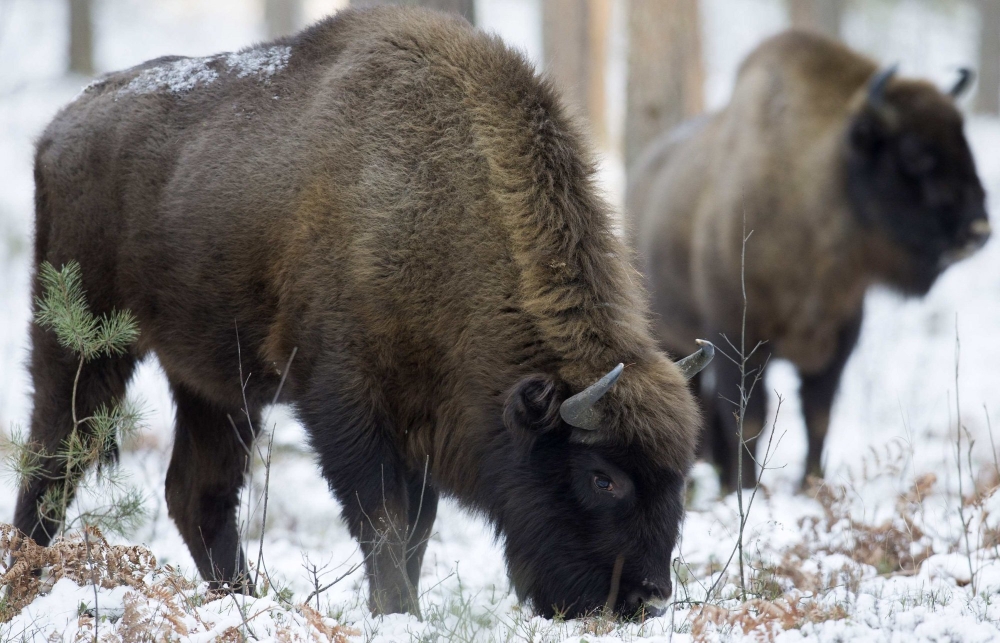 &Pi;&omicron;&upsilon; &pi;ή&gamma;&alpha;&nu; &tau;&alpha; ά&gamma;&rho;&iota;&alpha; &zeta;ώ&alpha; ό&tau;&alpha;&nu; &sigma;&tau;&alpha;&mu;ά&tau;&eta;&sigma;&epsilon; &eta; &alpha;&nu;&theta;&rho;ώ&pi;&iota;&nu;&eta; &delta;&rho;&alpha;&sigma;&tau;&eta;&rho;&iota;ό&tau;&eta;&tau;&alpha; &sigma;&tau;&eta;&nu; &pi;&alpha;&nu;&delta;&eta;&mu;ί&alpha;
