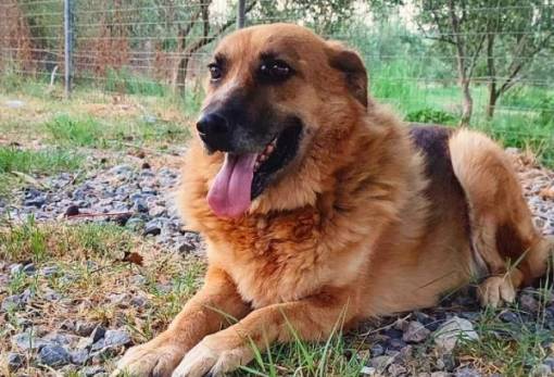 Ψάχνει Σπίτι: Ένα αξιολάτρευτο αδεσποτάκι από το Καταφύγιο Ζώων Σπάρτης