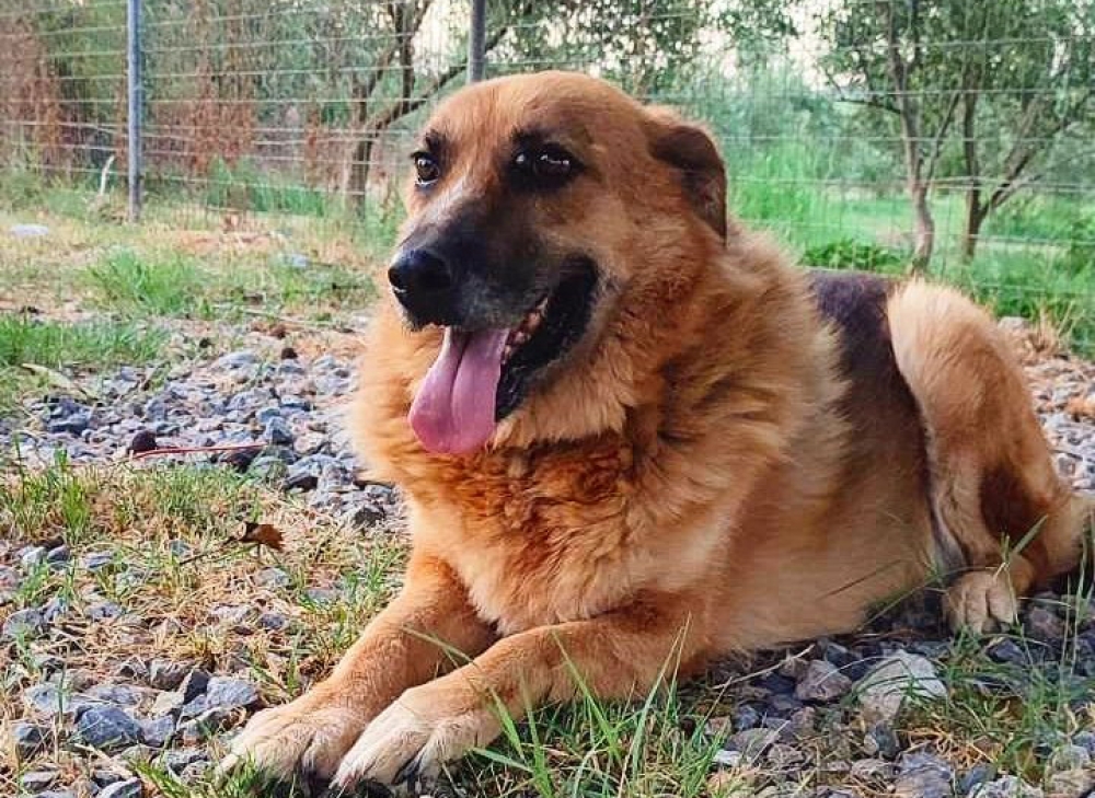 &Psi;ά&chi;&nu;&epsilon;&iota; &Sigma;&pi;ί&tau;&iota;: Έ&nu;&alpha; &alpha;&xi;&iota;&omicron;&lambda;ά&tau;&rho;&epsilon;&upsilon;&tau;&omicron; &alpha;&delta;&epsilon;&sigma;&pi;&omicron;&tau;ά&kappa;&iota; &alpha;&pi;ό &tau;&omicron; &Kappa;&alpha;&tau;&alpha;&phi;ύ&gamma;&iota;&omicron; &Zeta;ώ&omega;&nu; &Sigma;&pi;ά&rho;&tau;&eta;&sigmaf;