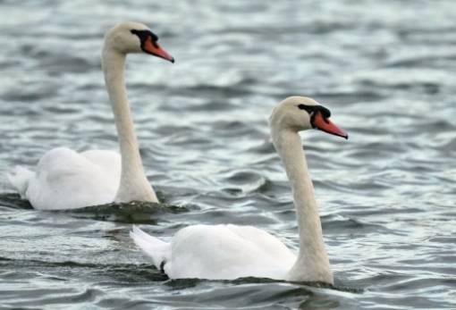 Συναγερμός για τη γρίπη των πτηνών