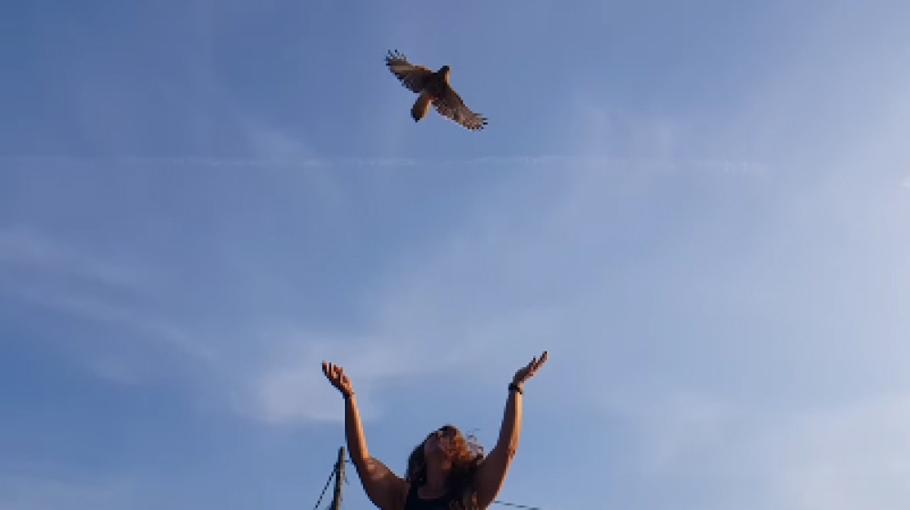 &Epsilon;&pi;&alpha;&nu;έ&nu;&tau;&alpha;&xi;&eta; ά&gamma;&rho;&iota;&omega;&nu; &zeta;ώ&omega;&nu; &sigma;&tau;&omicron; &pi;&epsilon;&rho;&iota;&beta;ά&lambda;&lambda;&omicron;&nu; &alpha;&pi;ό &tau;&eta;&nu; &laquo;&Tau;&omicron;&upsilon;&lambda;ί&pi;&alpha; &Gamma;&omicron;&upsilon;&lambda;&iota;&mu;ή&raquo;