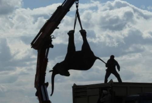 Όταν η προστασία των ελεφάντων μετατρέπεται σε εφιάλτη