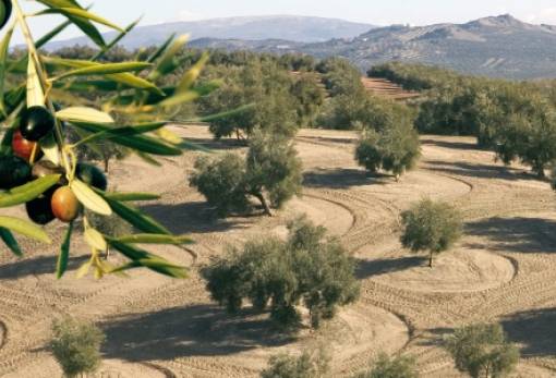ΕΘΕΑΣ: Ανάγκη παράτασης για την υποβολή των προγραμμάτων Ελαιουργικών Φορέων