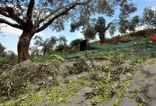 Τρέχουν οι δηλώσεις για ζημιές σε ελιές από τον αέρα σε 22 κοινότητες του Δ. Σπάρτης