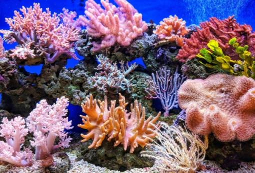 Τα κοράλλια πεθαίνουν από τη ζέστη