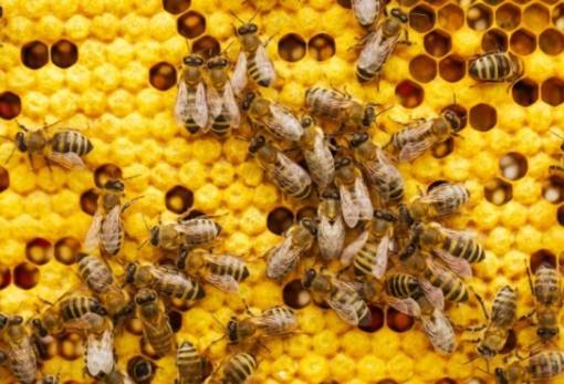 Η αλήθεια για το πού πάνε οι μέλισσες και οι σφήκες τον χειμώνα