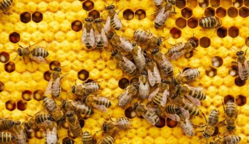 &Eta; &alpha;&lambda;ή&theta;&epsilon;&iota;&alpha; &gamma;&iota;&alpha; &tau;&omicron; &pi;&omicron;ύ &pi;ά&nu;&epsilon; &omicron;&iota; &mu;έ&lambda;&iota;&sigma;&sigma;&epsilon;&sigmaf; &kappa;&alpha;&iota; &omicron;&iota; &sigma;&phi;ή&kappa;&epsilon;&sigmaf; &tau;&omicron;&nu; &chi;&epsilon;&iota;&mu;ώ&nu;&alpha;