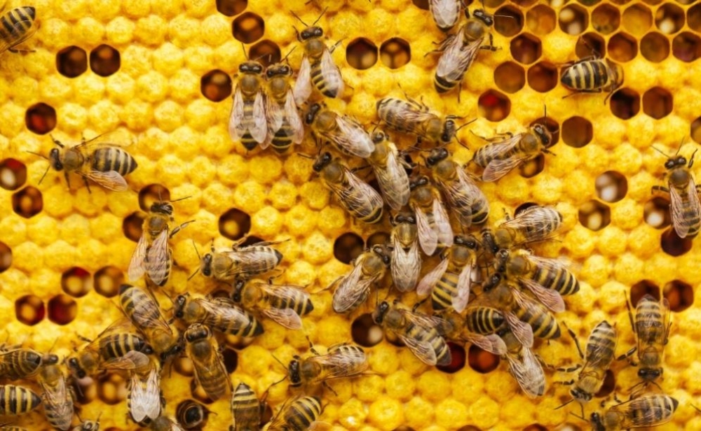 &Eta; &alpha;&lambda;ή&theta;&epsilon;&iota;&alpha; &gamma;&iota;&alpha; &tau;&omicron; &pi;&omicron;ύ &pi;ά&nu;&epsilon; &omicron;&iota; &mu;έ&lambda;&iota;&sigma;&sigma;&epsilon;&sigmaf; &kappa;&alpha;&iota; &omicron;&iota; &sigma;&phi;ή&kappa;&epsilon;&sigmaf; &tau;&omicron;&nu; &chi;&epsilon;&iota;&mu;ώ&nu;&alpha;